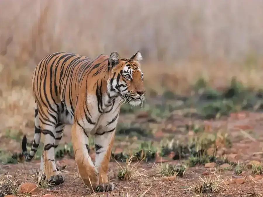 Tiger walking
