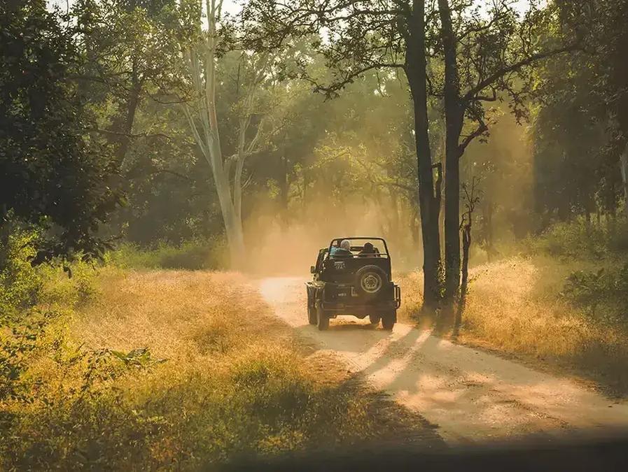 Sunlight through forest