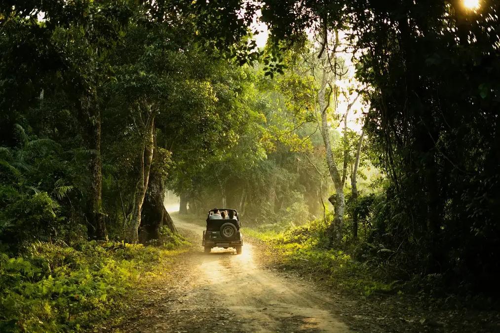 Jeep Safari through forest