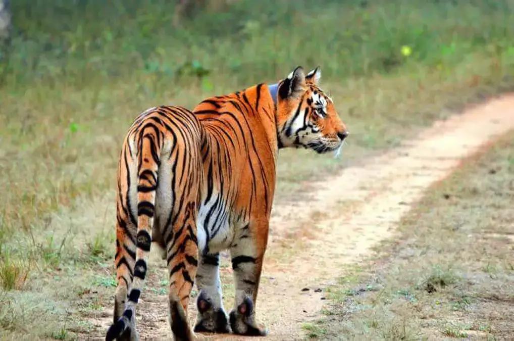 Tiger on safari road